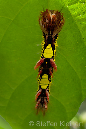 051 Himmelsfalter-Raupe - Morpho peleides